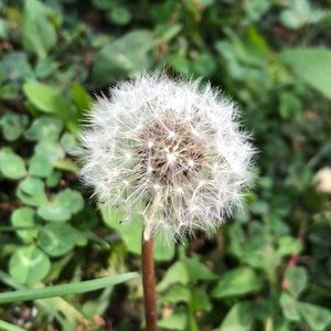 Meet your Posher, Tomas